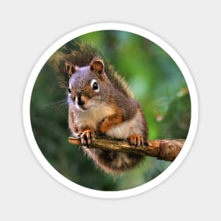 Curious Red Squirrel on the Fir Magnet